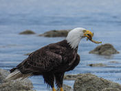 Bald eagles on Vancouver island