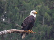 Bald eagles on Vancouver island