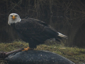 Bald eagles on Vancouver island
