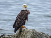Bald eagles on Vancouver island