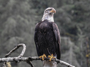 Bald eagles on Vancouver island