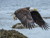 Bald eagles on Vancouver island