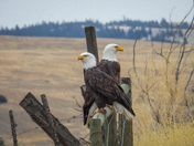 Bald eagles on Vancouver island