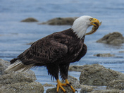 Bald eagles on Vancouver island