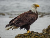 Bald eagles on Vancouver island