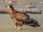 Bald eagles on Vancouver island