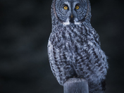 Ghost of  the forest