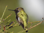 Humming birds on Vancouver island