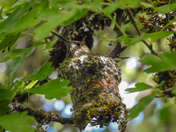 Humming birds on Vancouver island