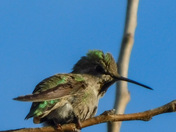 Humming birds on Vancouver island