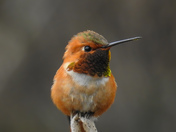 Humming birds on Vancouver island