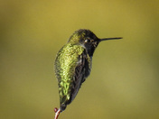 Humming birds on Vancouver island