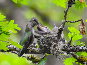 Humming birds on Vancouver island