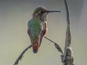 Humming birds on Vancouver island