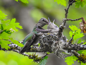 Humming birds on Vancouver island