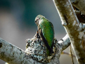 Humming birds on Vancouver island