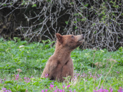 Grizzly sow and cubs 