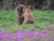 Grizzly sow and cubs 