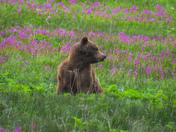 Grizzly sow and cubs 