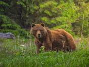 Grizzly sow and cubs 