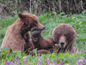 Grizzly sow and cubs 