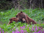 Grizzly sow and cubs 
