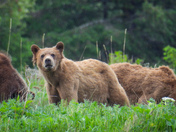 Grizzly sow and cubs 
