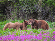 Grizzly sow and cubs 