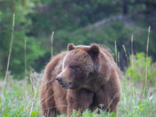 Grizzly sow and cubs 