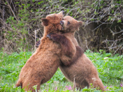 Grizzly sow and cubs 