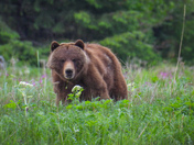Grizzly sow and cubs 
