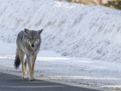 Eastern Algonquin Wolf