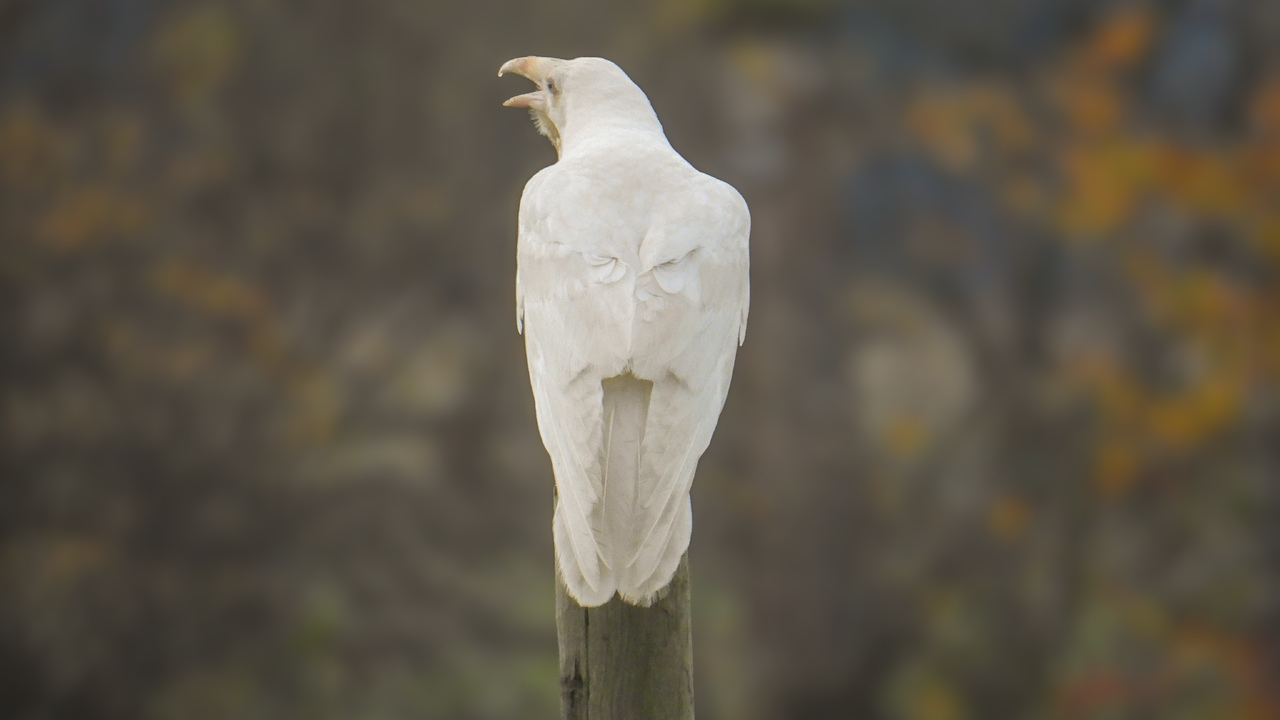 Majestic white raven