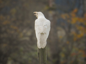 Majestic white raven