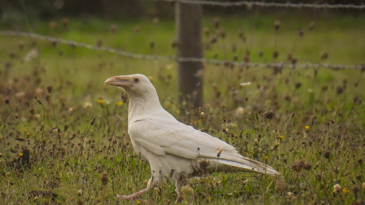 Majestic white raven