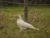 Majestic white raven