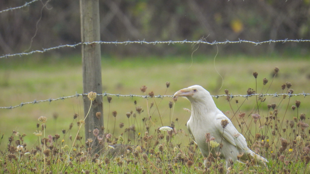 Majestic white raven