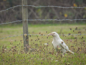 Majestic white raven