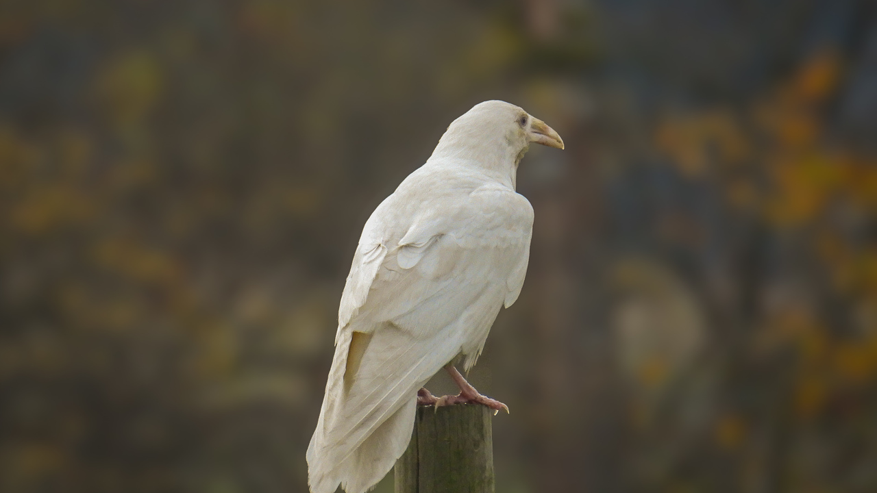 Majestic white raven