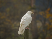 Majestic white raven