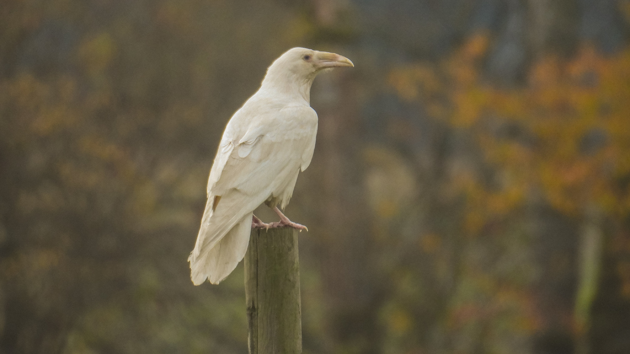 Majestic white raven