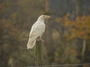 Majestic white raven