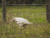 Majestic white raven