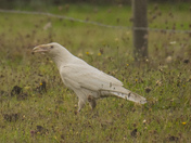 Majestic white raven