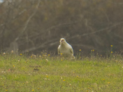 Majestic white raven