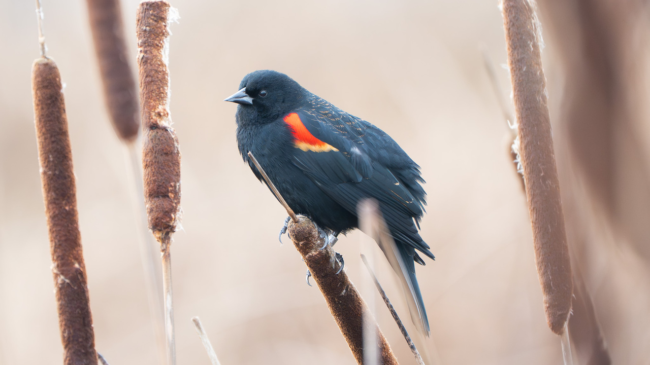 Blackbird perched up