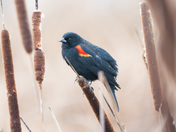 Blackbird perched up