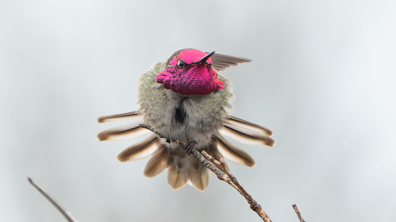 Anna's Hummingbird show off