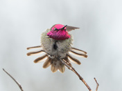 Anna's Hummingbird show off