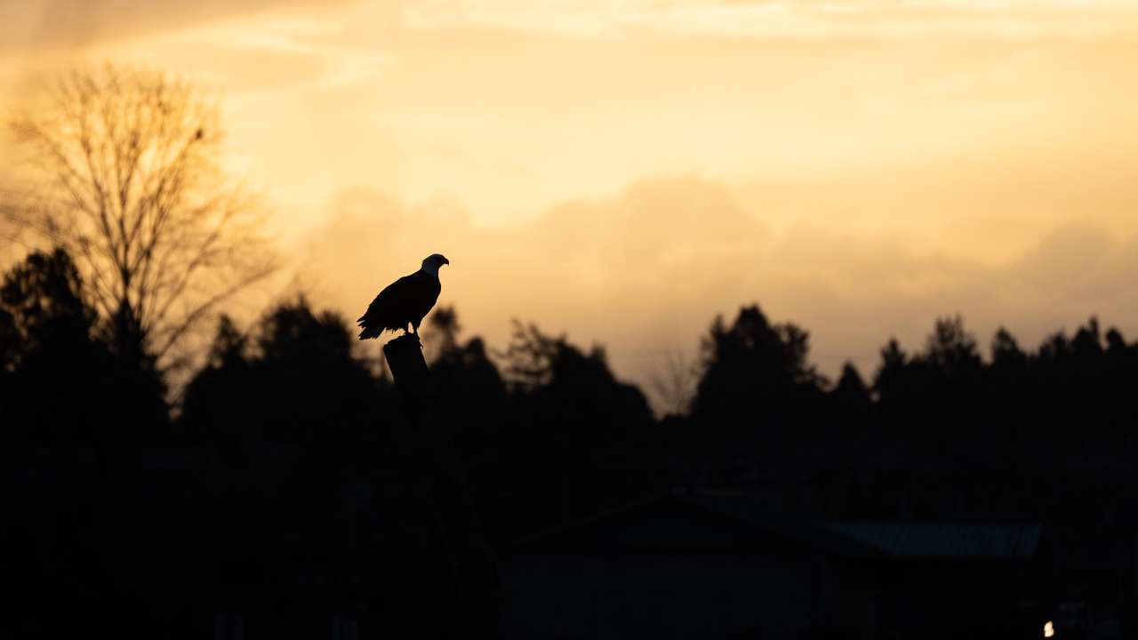 Bald Eagle silhouette